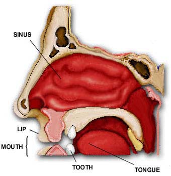 mouth3.jpg (38677 bytes)